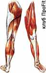 Красные и белые мышцы ноги